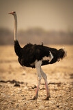 Male common ostrich crosses rocks in profile