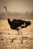 Male common ostrich runs across rocky pan