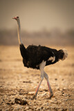 Male common ostrich walks across rocky pan
