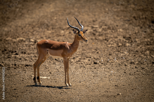 Male common impala stands on rocky ground