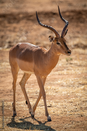 Male common impala walking over bare scrub