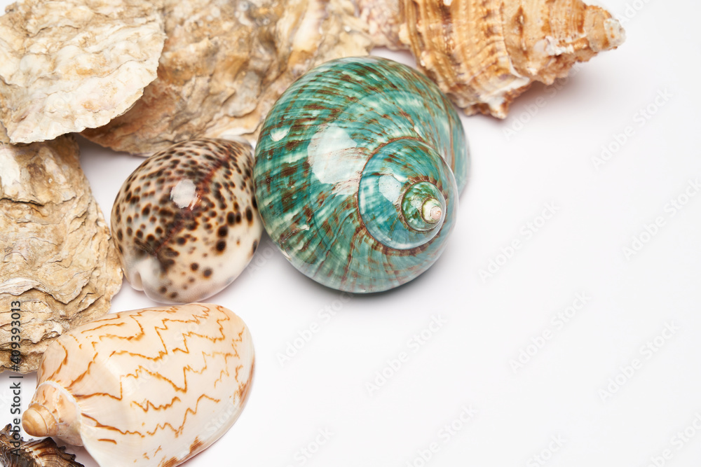 Frame made of seashells isolated on white background with copy space Frame made of seashells isolated on white background with copy space