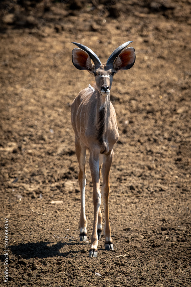 Male greater kudu stands on rocky scree Male greater kudu stands on rocky scree