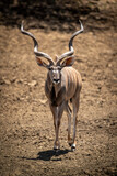 Male greater kudu crosses slope towards camera