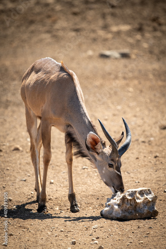 Male greater kudu stands licking salt block