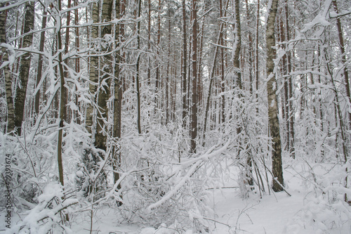 Winter Twilight Snowy Forest.