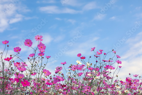 コスモスの花 © kharazono