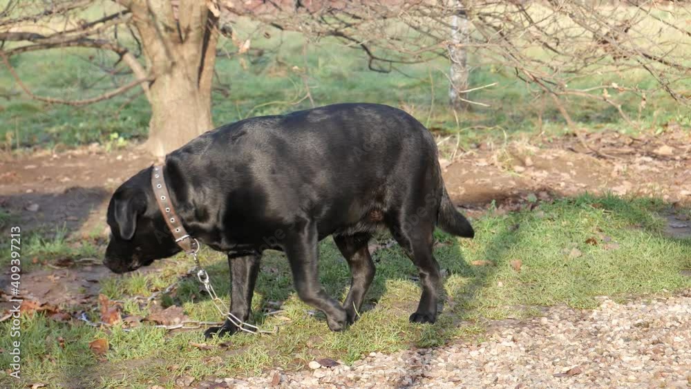 The black labrador on the chain walks away. The black labrador on the chain walks away.