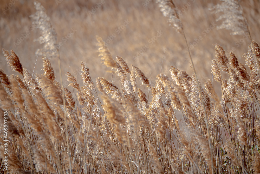 Fototapeta premium Grass blowing in nature reserve of south France