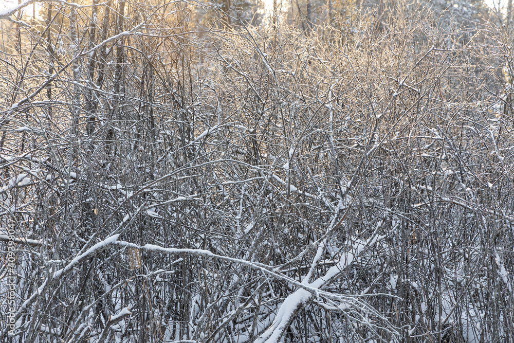 Brown branches fallen trees covered with white fluffy snow are in winter day Brown branches fallen trees covered with white fluffy snow are in winter day