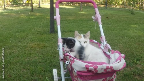 Wallpaper Mural Cat lying in colourful baby stroller outdoors. Playful domestic cat sitting in a trolley outside Torontodigital.ca