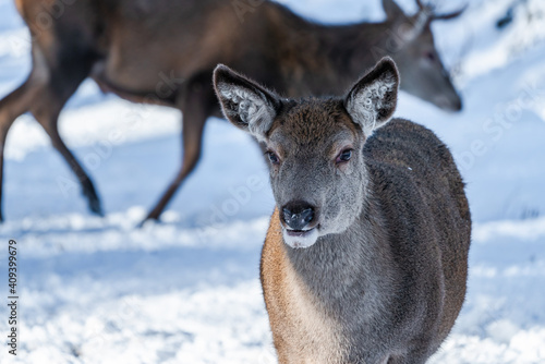 Scottish red deer (Cervus elaphus) in snowy winter forest in Scotland