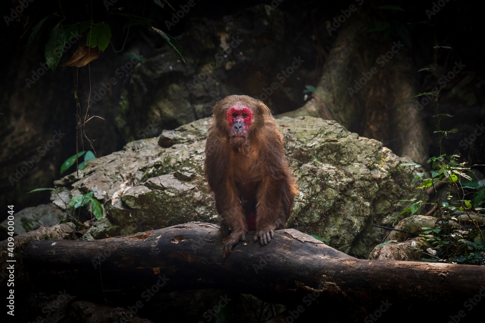 Stump-tailed macaque, a large, furry monkey tricky on the ground. Lives in the tropical forest