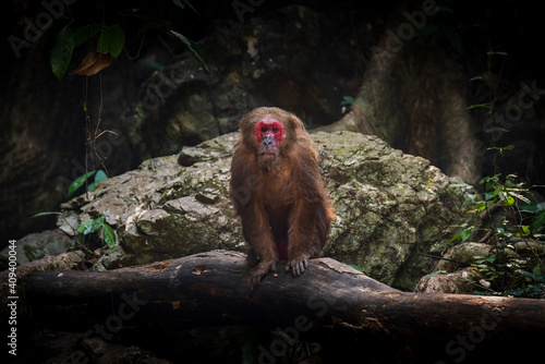 Obraz na płótnie Stump-tailed macaque, a large, furry monkey tricky on the ground. Lives in the tropical forest w salonie
