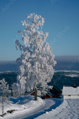 Rim covered birch tree by Byvegen Road at Toten, Norway, in winter. photo