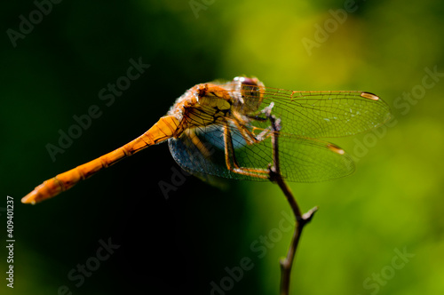 dragonfly on a branch © Надежда Гутрина