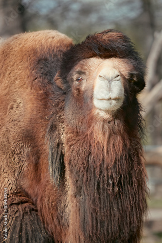 Close up portrait of a camel © erwin