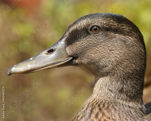 Close up of a female wild mallard duck