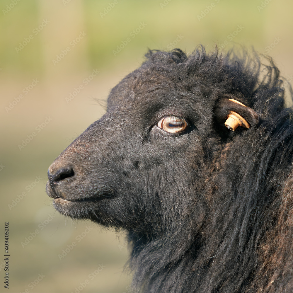 Close up of a female black ouessant sheep