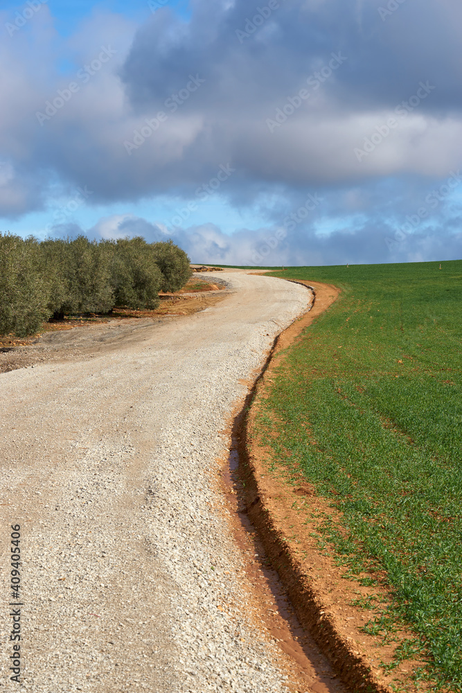 agricultural road in cereal field and green olive trees over blue sky and white clouds in Malaga. Spain