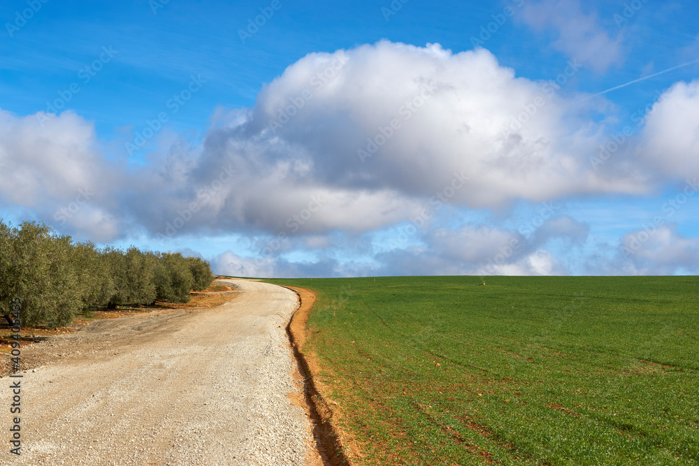agricultural road in cereal field and green olive trees over blue sky and white clouds in Malaga. Spain