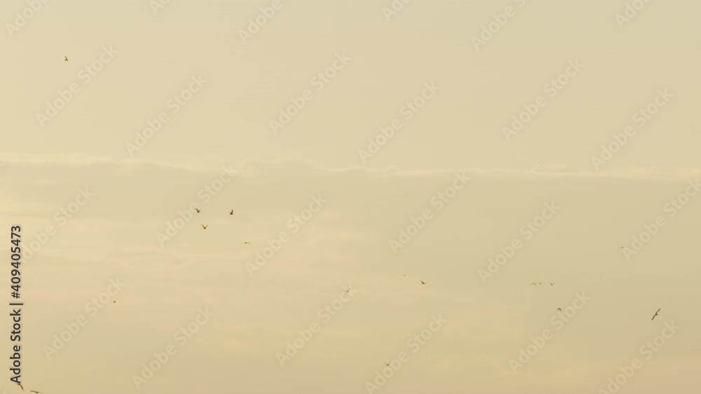 Slow motion shot of birds flying in the evening sky Slow motion shot of birds flying in the evening sky
