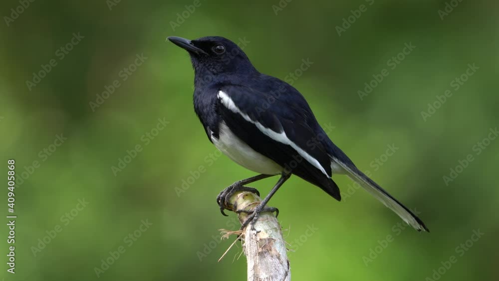 Oriental Magpie Robin perching on the tree branch. Oriental Magpie Robin perching on the tree branch.