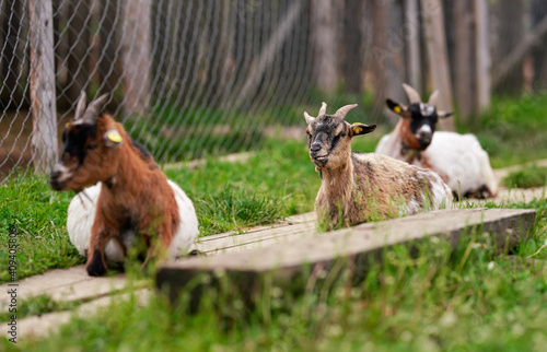 Billede på lærred Brown white American pygmy goat resting on wooden footpath, looks like smiling,