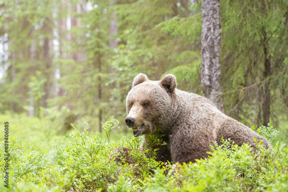 Big brown bear surrounded by hundreds of insects is lying in boreal forest in Finland