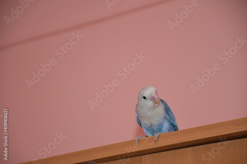 Beautiful blue parrot posed in dayligh photo