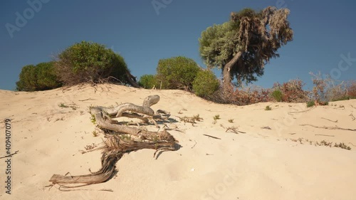 Sun shines on low buses and trees - Euphorbia stenoclada - growing on the sandy beach near sea, moving in slow wind, dry roots ground, clear blue sky in background photo