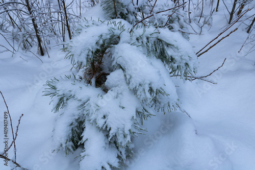 A small Christmas tree in the snow
