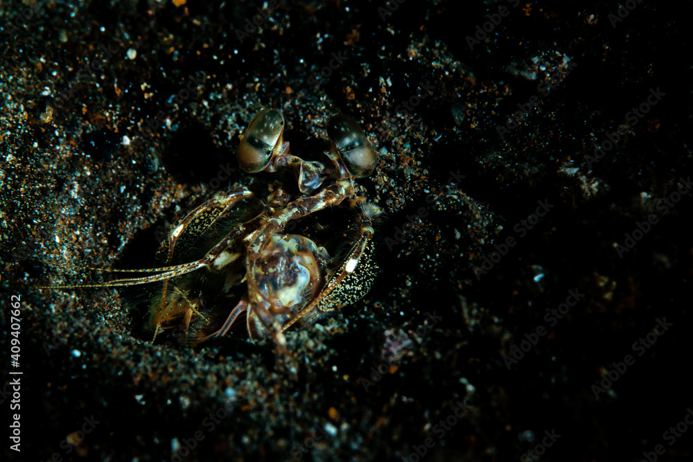 Close up of a tiger shrimp Close up of a tiger shrimp