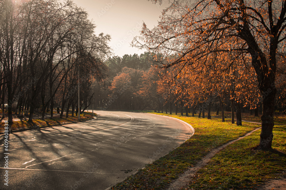 Fototapeta premium The road through the autumn forest