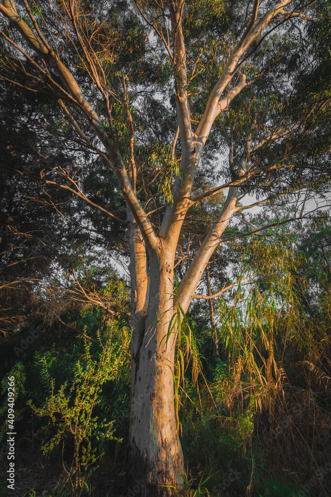 Obraz premium Eucalyptus tree in autumn 