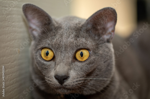 Close-up portrait of Korat cat with yellow eyes