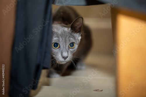 Korat is a natural breed, and one of the oldest stable cat breeds. Originating in Phimai, 
  Thailand, it is named after its province of origin, Nakhon Ratchasima Province.