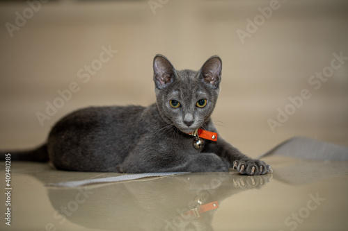 Korat is a natural breed, and one of the oldest stable cat breeds. Originating in Phimai, 
  Thailand, it is named after its province of origin, Nakhon Ratchasima Province.