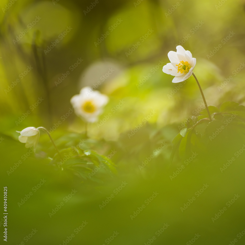 A beautiful white wood anemone flowers blooming on the forest ground in natural habitat. Spring scenery of Northern Europe.