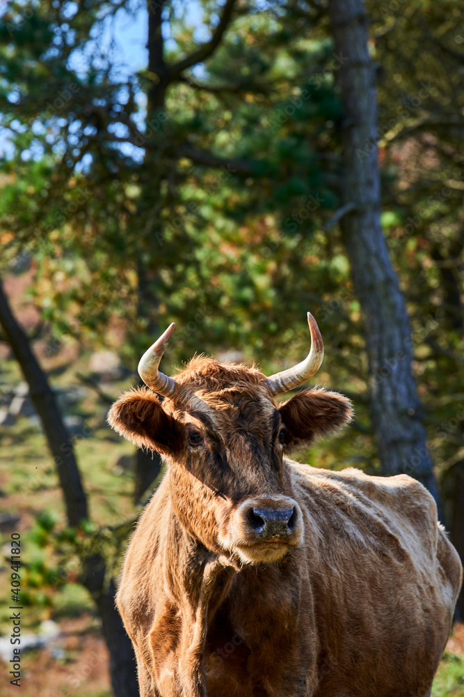 Cow looking at camera, Castro Urdiales, Cantabria,Spain, Europe Cow looking at camera, Castro Urdiales, Cantabria,Spain, Europe