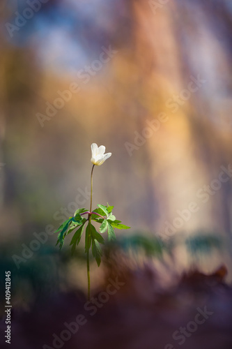 A beautiful white wood anemone flower in the spring. Shallow depth of field, wide negative space. Anemone Nemorosa on forest ground in Northern Europe. Single blooming flower.
