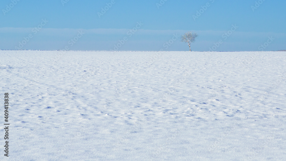 Single snow covered tree in a winter landscape with blue sky.