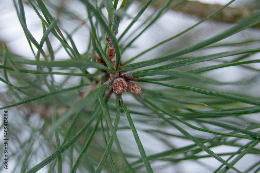 Close-up of growing pine cones on a blurred background in the middle