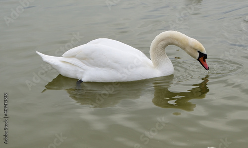 A swan in shallow water gets food by filtering water through its beak 