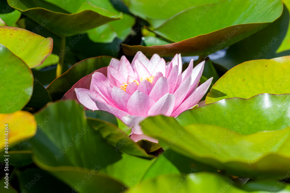 Water lily a summer flowering plant with pink summertime flower from June until September and commonly known as nymphaea, stock photo image