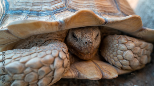 Close up shot of desert tortoise (Gopherus agassizii and Gopherus morafkai), also known as desert turtles, are two species of tortoise. desert tortoise also known as desert turtle photo