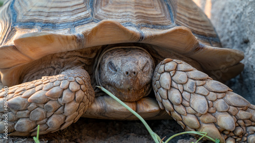 Close up shot of desert tortoise (Gopherus agassizii and Gopherus morafkai), also known as desert turtles, are two species of tortoise. desert tortoise also known as desert turtle