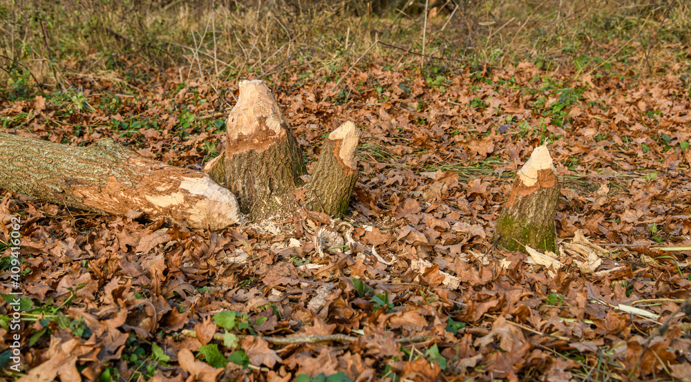 fallen tree trunk eaten by a beaver fallen tree trunk eaten by a beaver