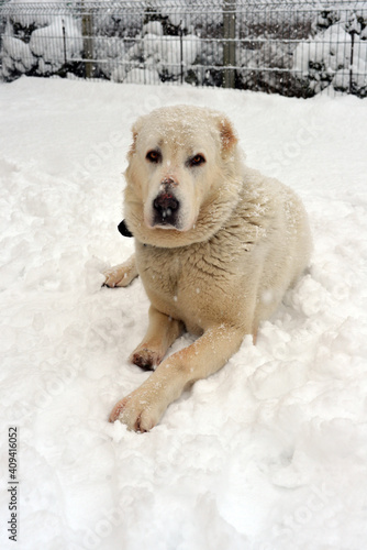 A white dog of the Central Asian Shepherd breed lies in the snow. The dog is disabled, it does not have one paw.