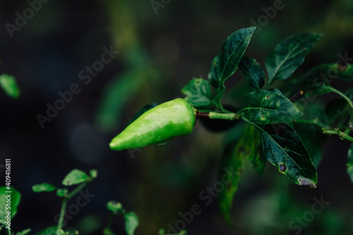 Green chili pepper fruit on a branch